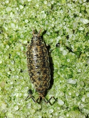 Porcellionides cingendus