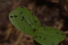 Thysanoptera