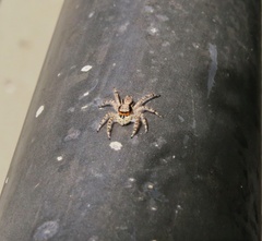 Menemerus bivittatus