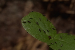 Thysanoptera