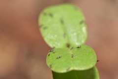 Thysanoptera