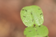 Thysanoptera