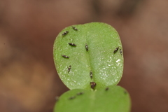 Thysanoptera