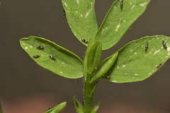 Thysanoptera