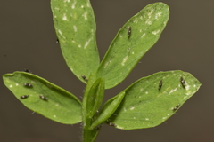 Thysanoptera