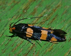 Limnaecia polycydista