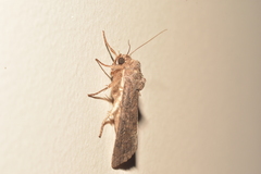 Noctuinae