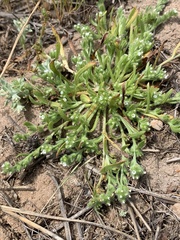 Plagiobothrys scouleri