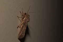 Noctuinae