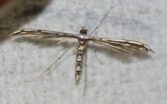 Cosmoclostis aglaodesma