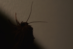 Noctuinae