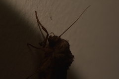 Noctuinae