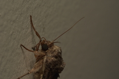 Noctuinae