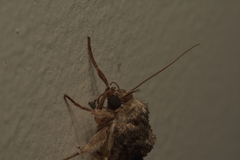 Noctuinae