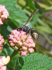 Eumeninae
