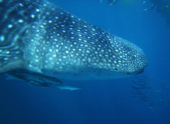 Rhincodon typus