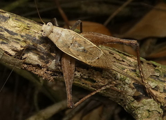 Eneoptera surinamensis
