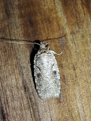 Agonopterix ocellana