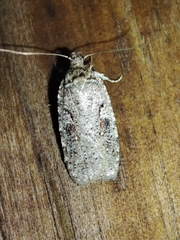 Agonopterix ocellana