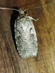 Agonopterix ocellana