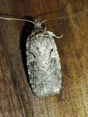 Agonopterix ocellana