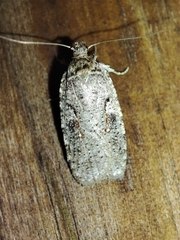 Agonopterix ocellana
