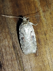 Agonopterix ocellana