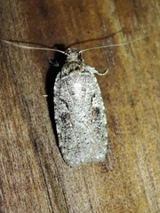 Agonopterix ocellana