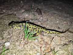 Triturus marmoratus