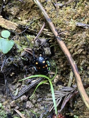 Nicrophorus defodiens