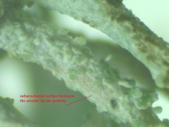 Cladonia phyllophora