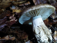 Tricholoma saponaceum