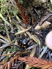Nicrophorus defodiens