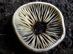 Tricholoma saponaceum