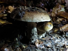 Tricholoma saponaceum
