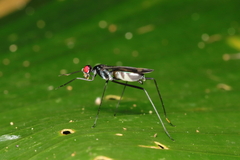 Taeniapterinae