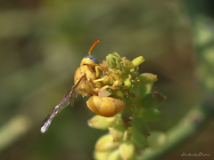 Chlorodynerus