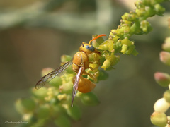 Chlorodynerus