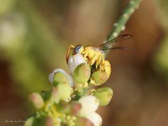 Chlorodynerus