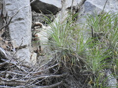 Ptilostemon gnaphaloides