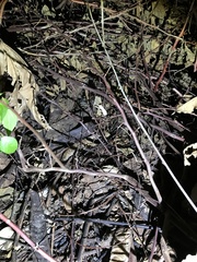 Rieppeleon kerstenii