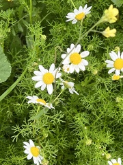 Matricaria chamomilla