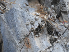 Ptilostemon gnaphaloides