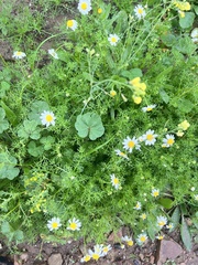 Matricaria chamomilla