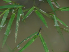 Acanthagrion