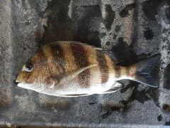 Archosargus probatocephalus