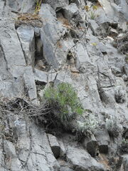 Ptilostemon gnaphaloides