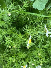 Matricaria chamomilla