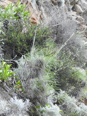 Ptilostemon gnaphaloides