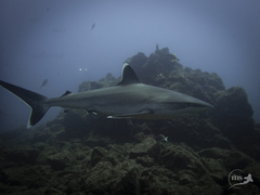 Carcharhinus albimarginatus